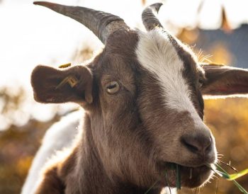 Pourquoi le fromage de chèvre est un allié des régimes alimentaires